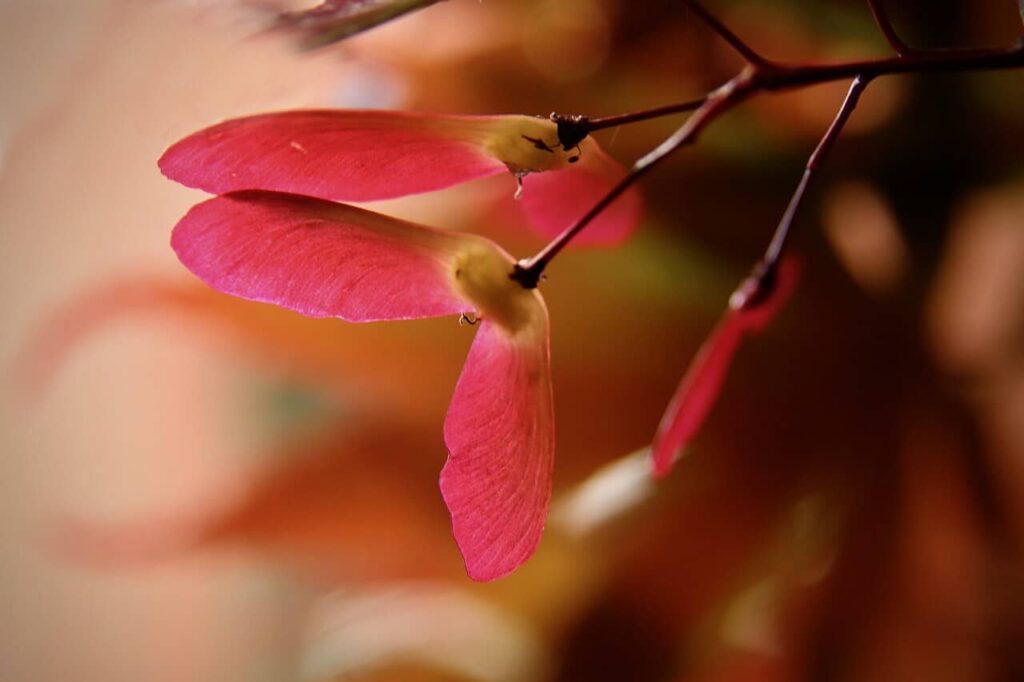 Japanese maple seeds