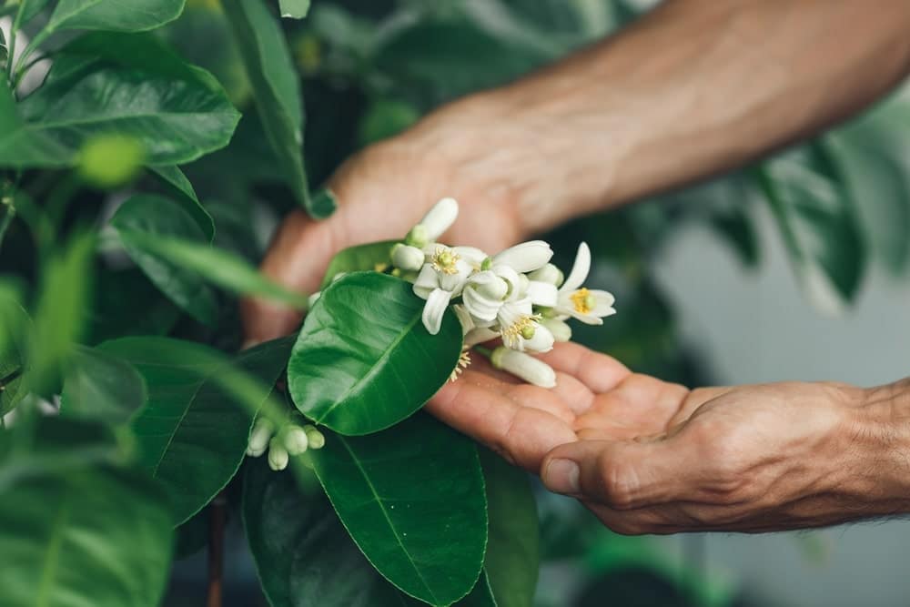 Lemon tree blossoms