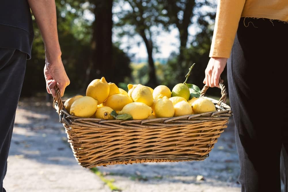 Lemon harvest in a basket