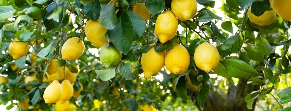 Lemon tree with ripe lemons