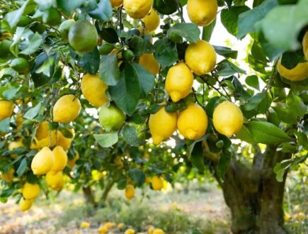 Lemon tree with ripe lemons