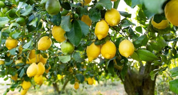 Lemon tree with ripe lemons