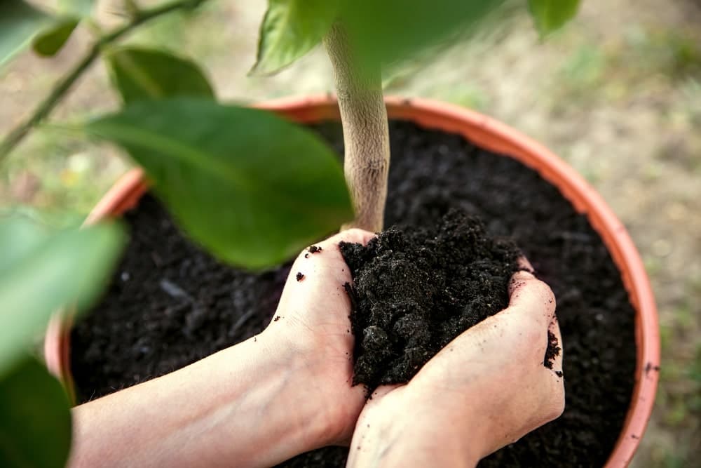 Hands moving earth into pot