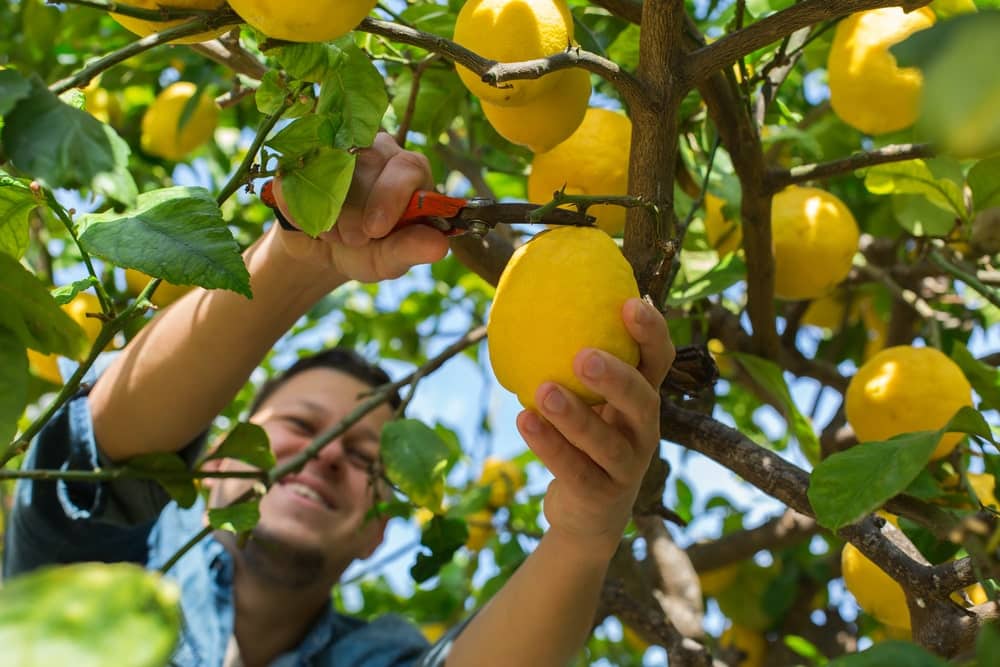 man pruning a lemon tree