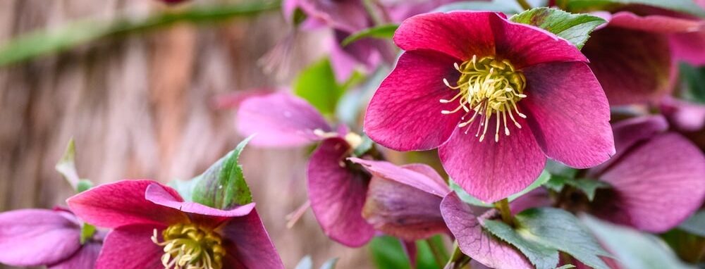 Hellebore flowers