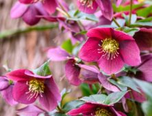 Hellebore flowers