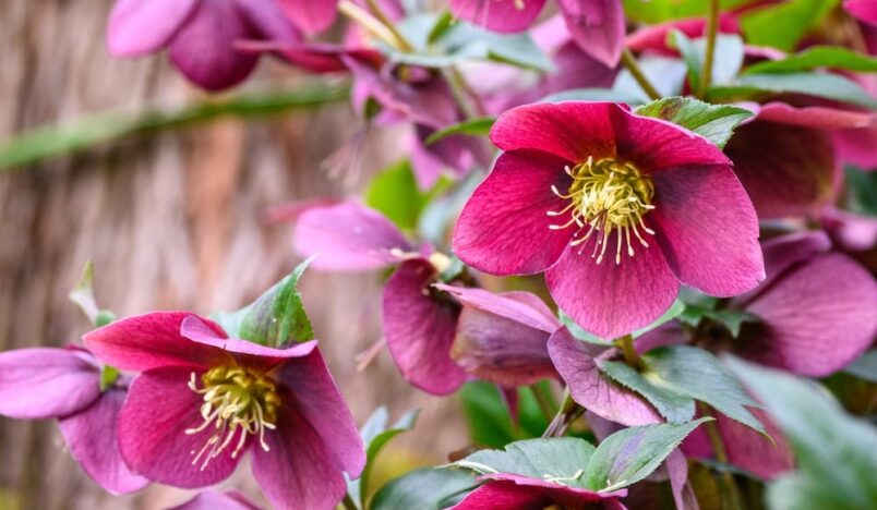 Hellebore flowers