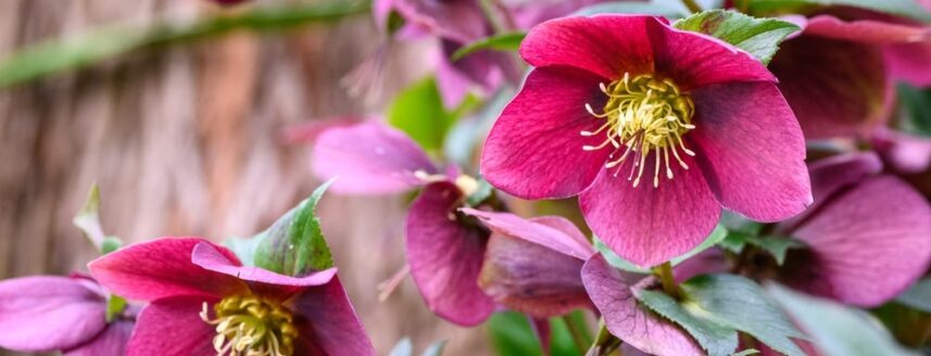 Hellebore flowers