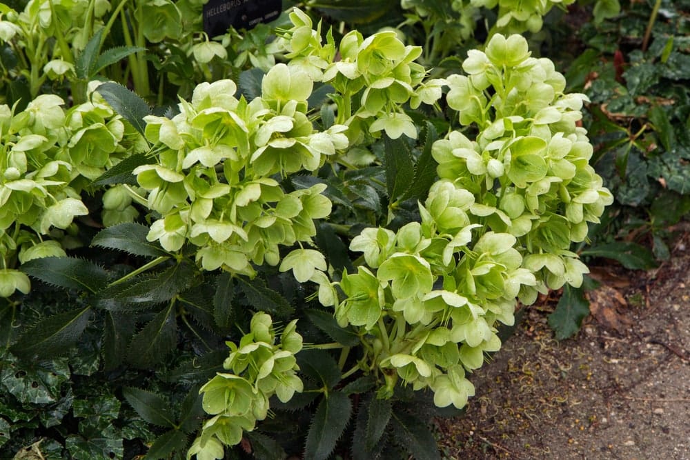 Helleborus foetidus or stinking hellebore