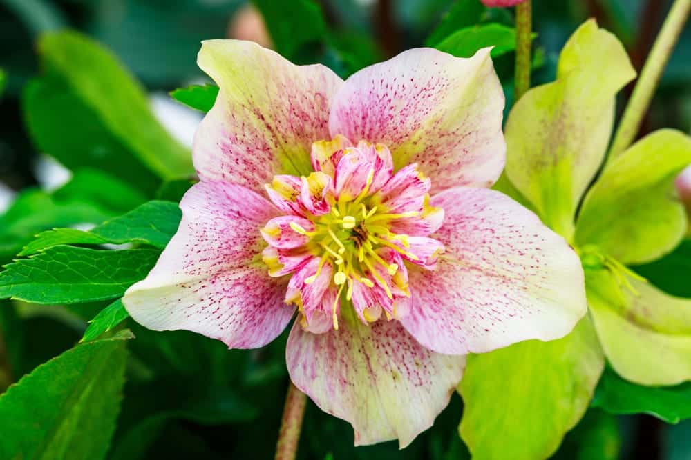 Helleborus x hybridus flower