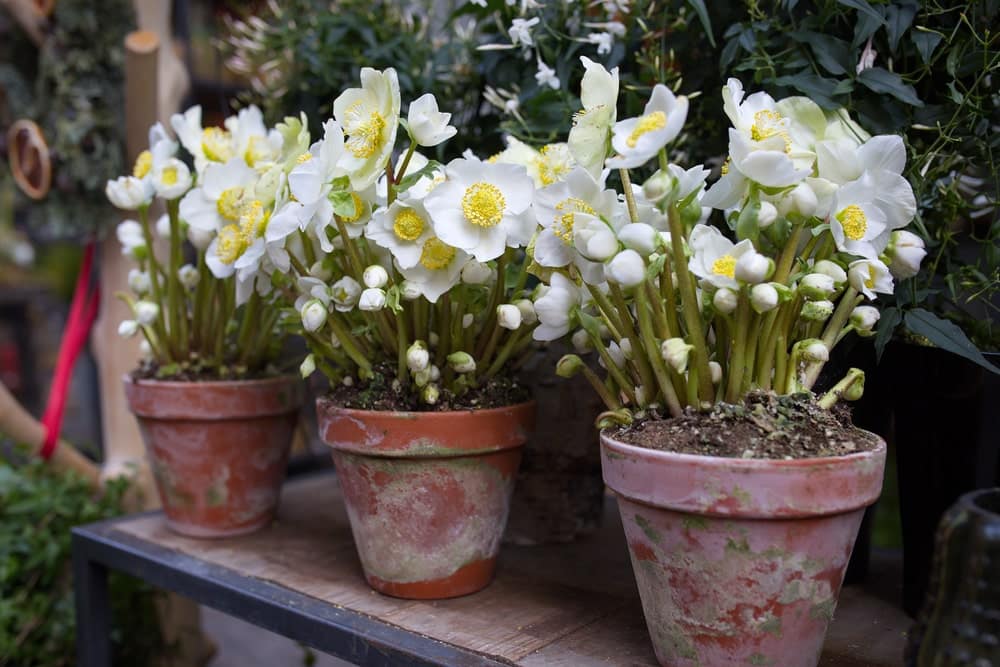 Helleborus niger or Christmas rose