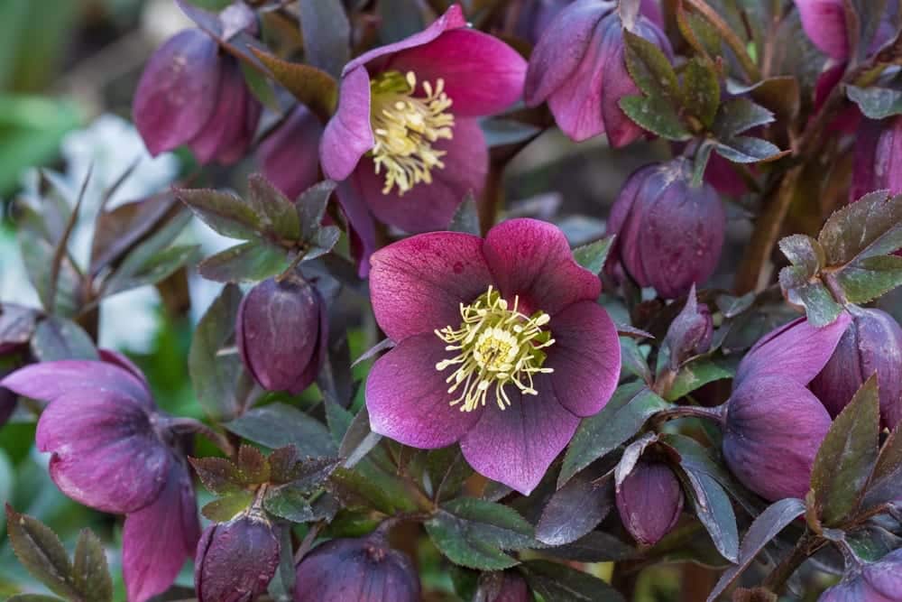 Helleborus orientalis or Lenten rose