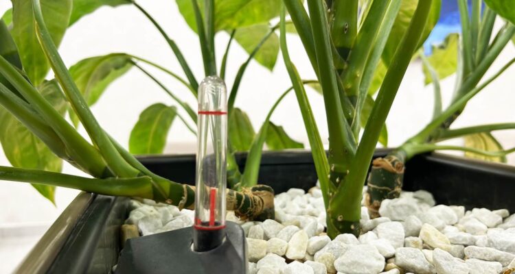 Hydroculture: What is It & How Does It Work? | MOOWY