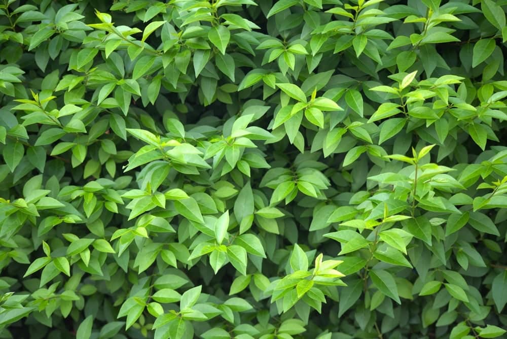 privet hedge leaves