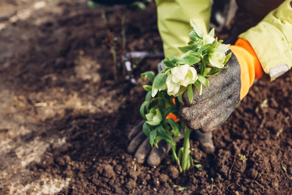 Planting hellebore