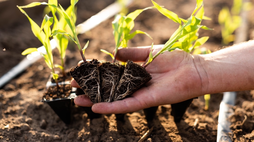 Hand holding up seedlings with visible roots