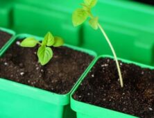 Pricking out seedlings