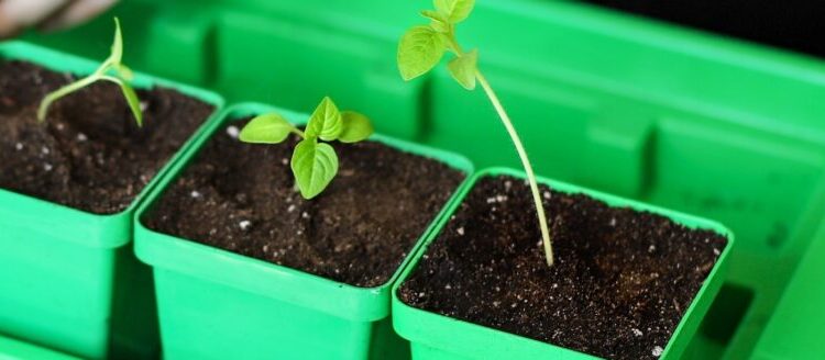 Pricking out seedlings