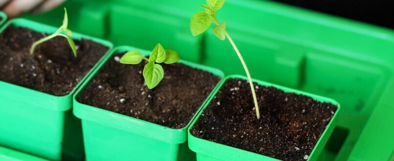 Pricking out seedlings