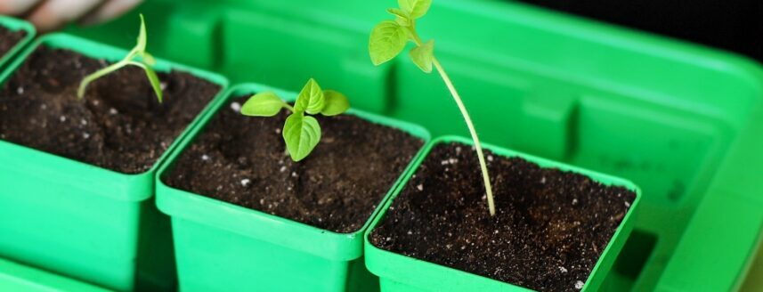 Pricking out seedlings