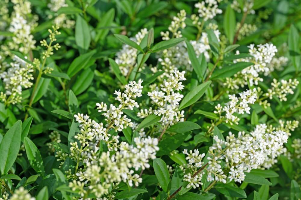 Blooming privet with white flowers