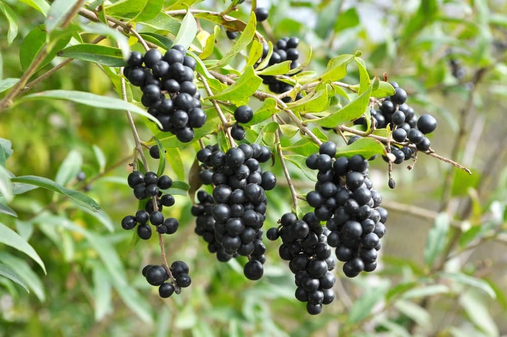 Privet hedge with berries