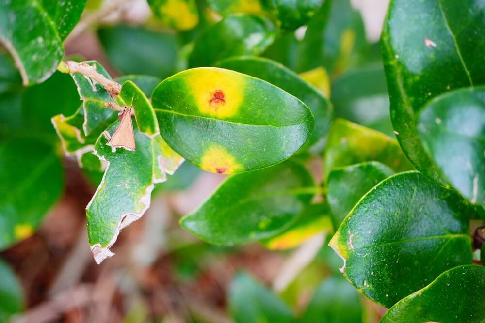 Unhealthy privet hedge leaves