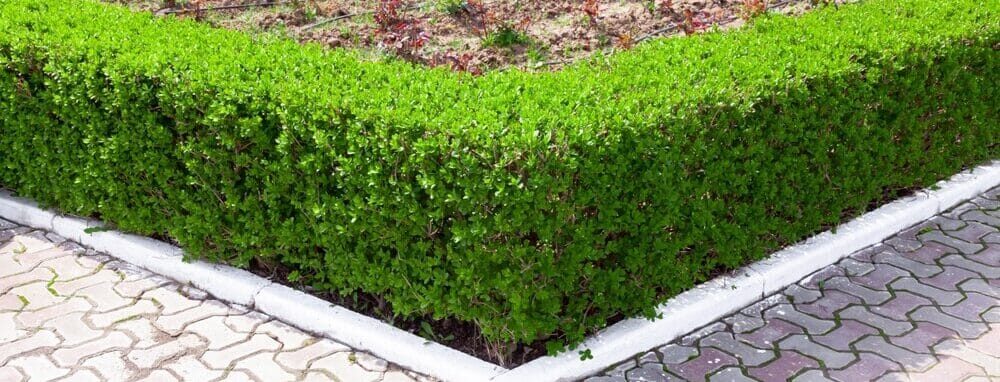 Neat privet hedge