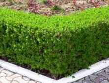 Neat privet hedge