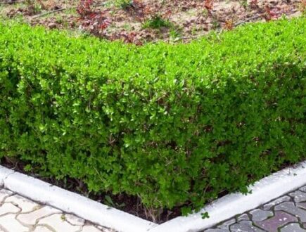 Neat privet hedge