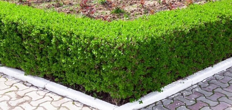 Neat privet hedge