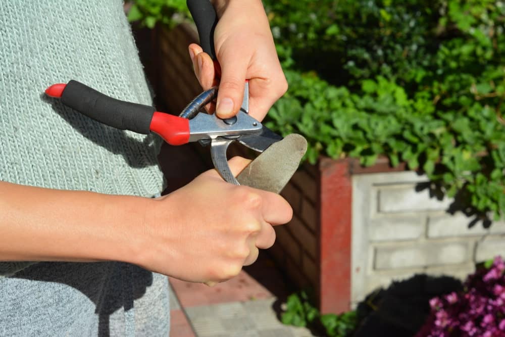 tree sapping pruning shears