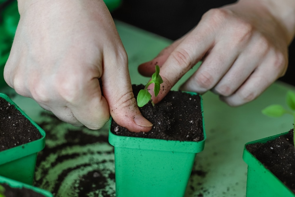 Transplanting seedlings