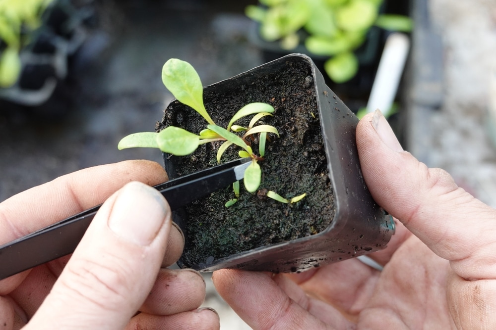 Hand bringing out seedlings from planter