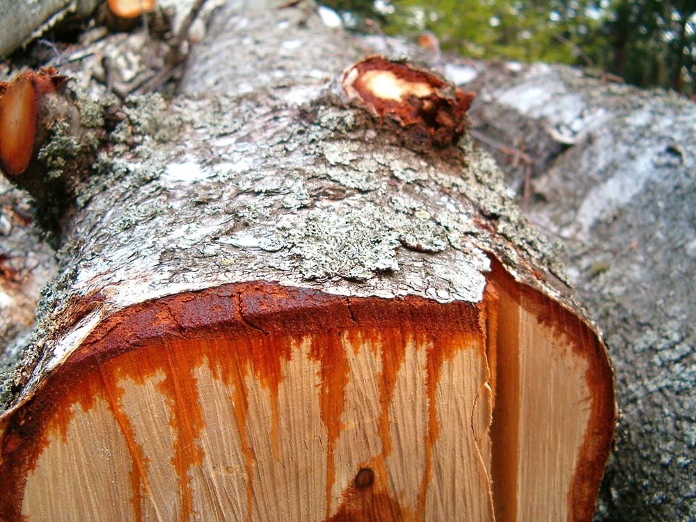 tree sapping, bleeding