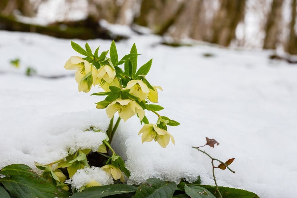 Winter rose in snow