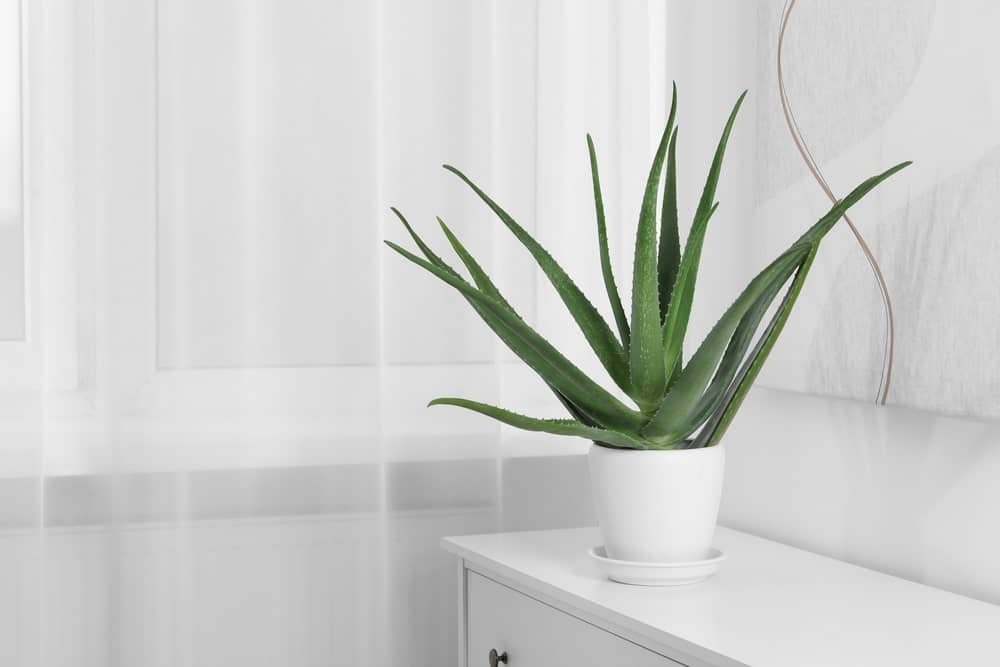 Aloe Vera bathroom plant