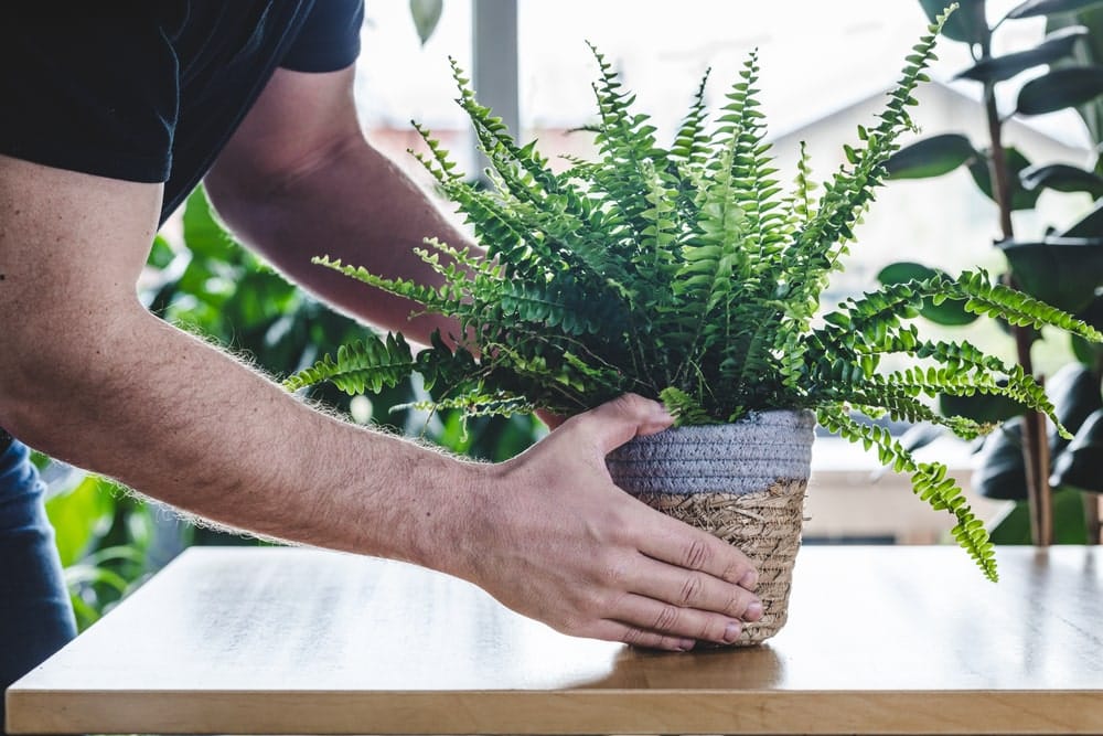 Man placing Boston Fern on desk