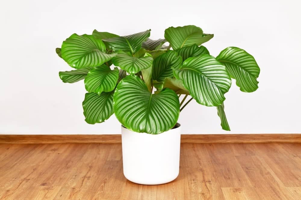 Calathea plant