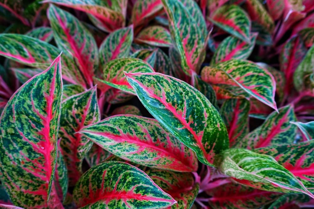 Chinese Evergreen with red and green leafs