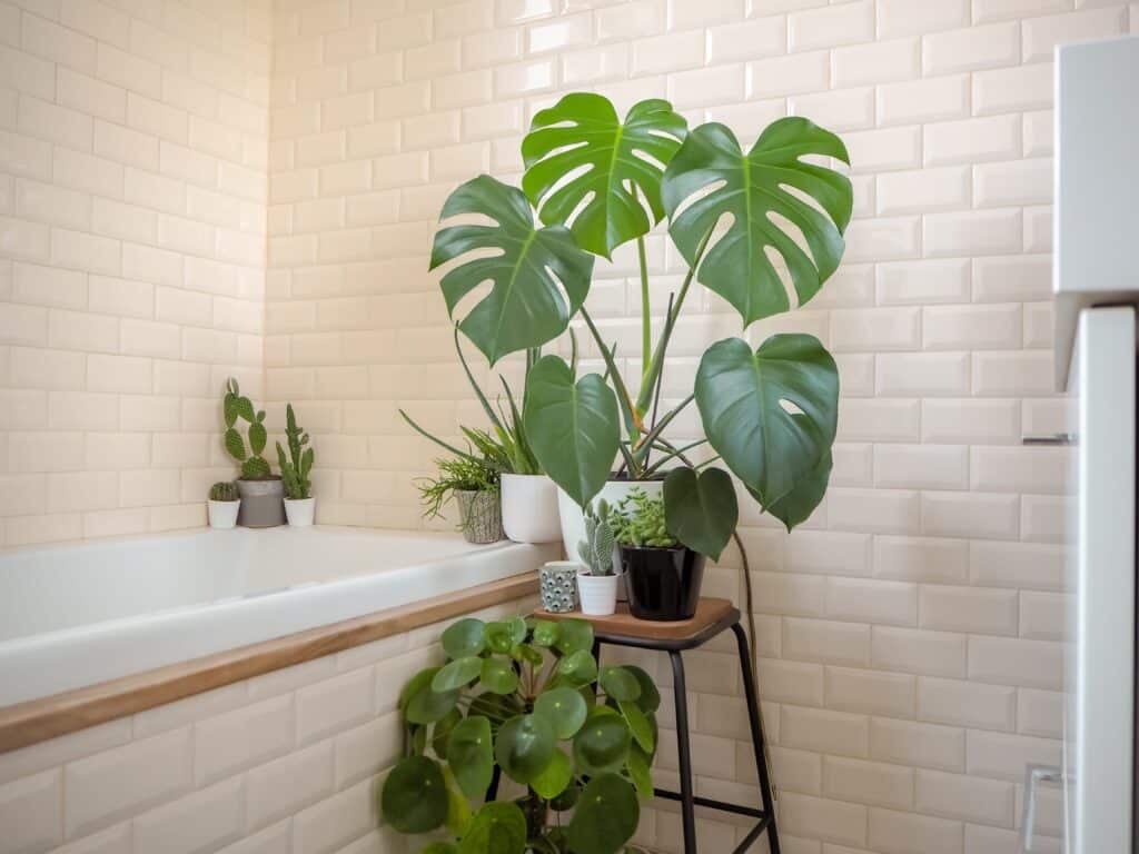 Monstera in bathroom