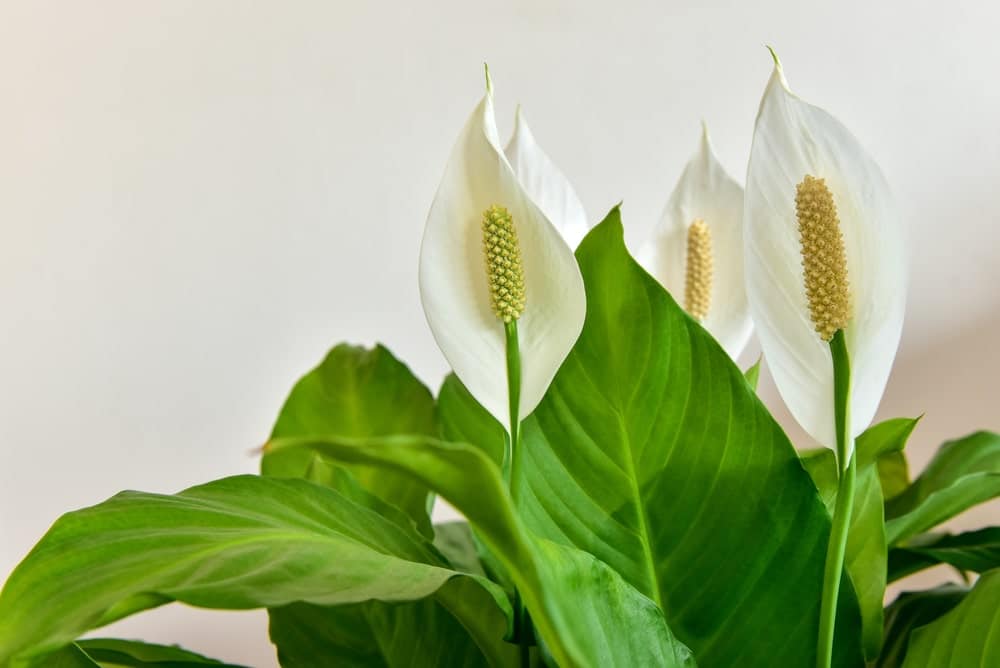 Peace Lily bathroom plants