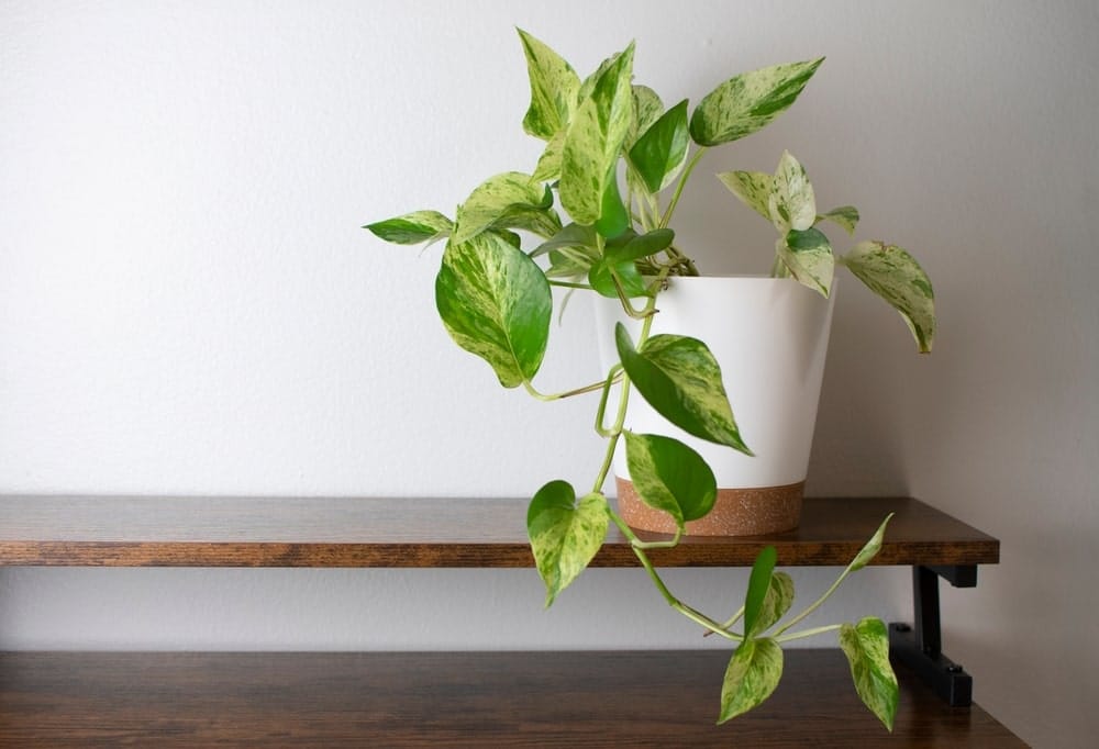 Pothos bathroom plant