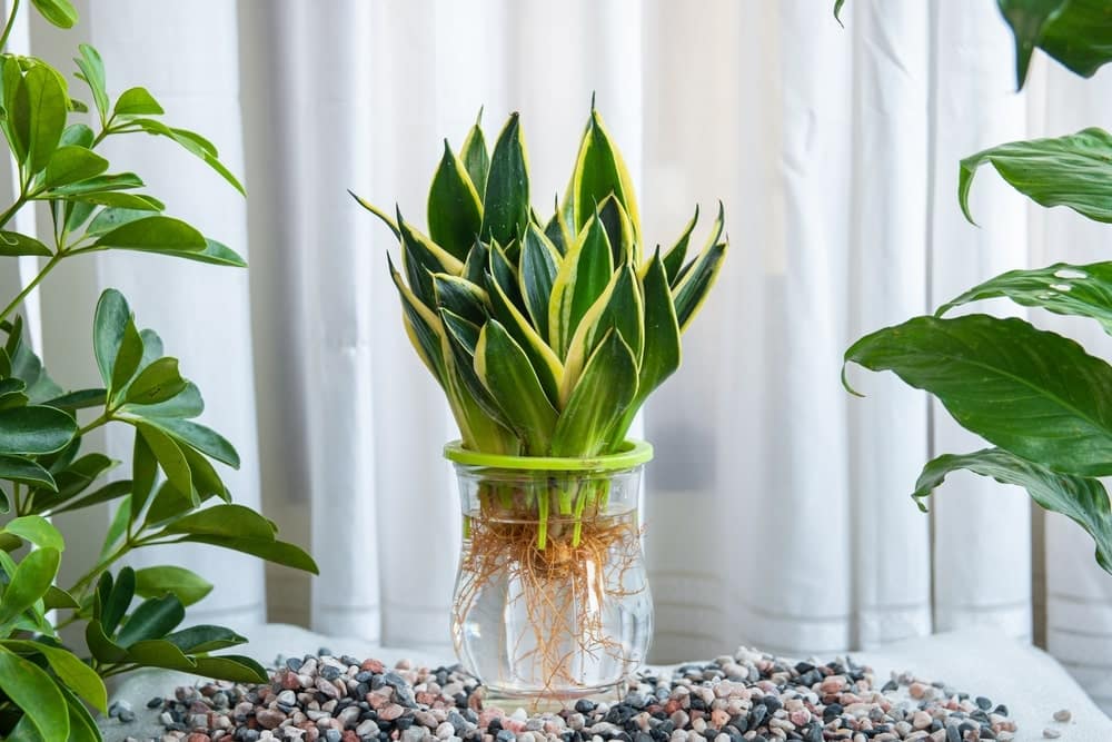 The snake plant is the best bathroom plant