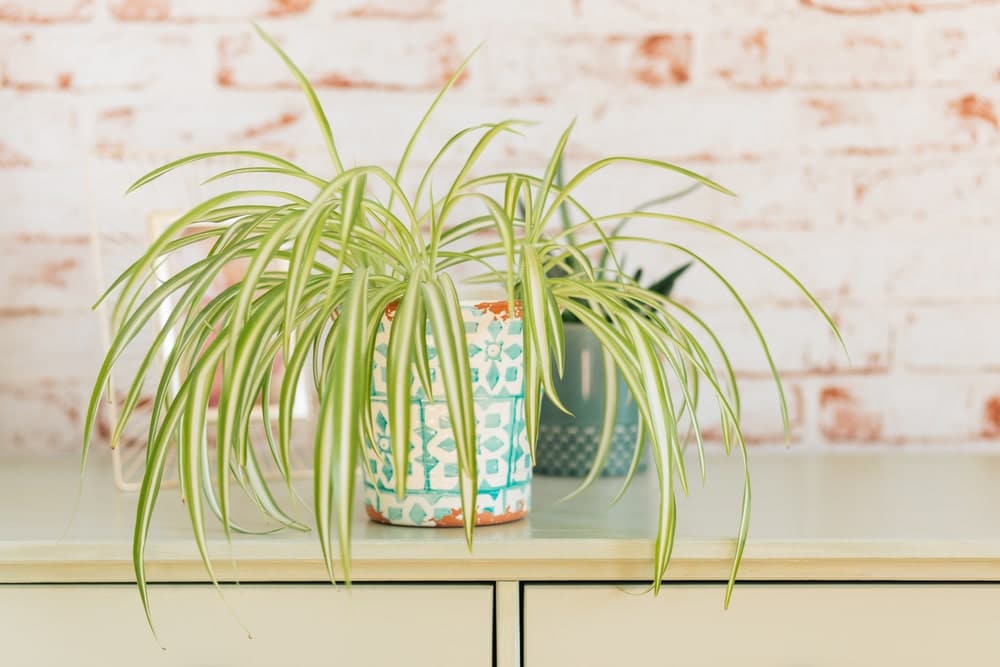 Healthy Spider Plant for the bathroom