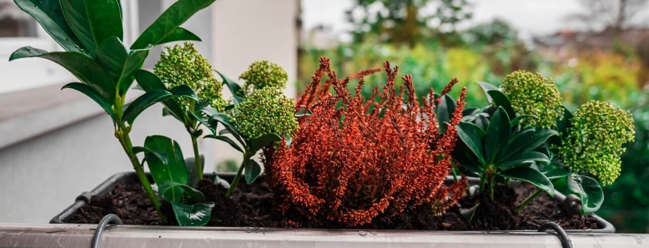 Balcony plants for winter