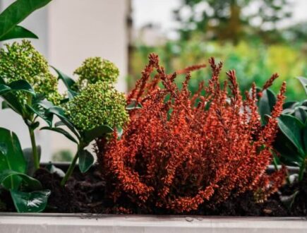 Balcony plants for winter