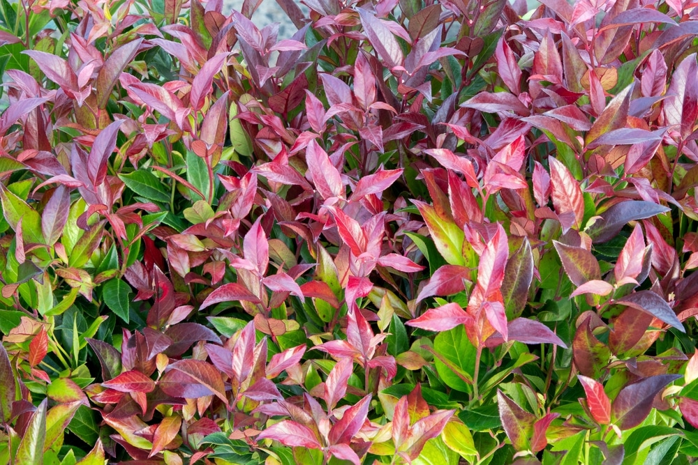 Colourful balcony plant