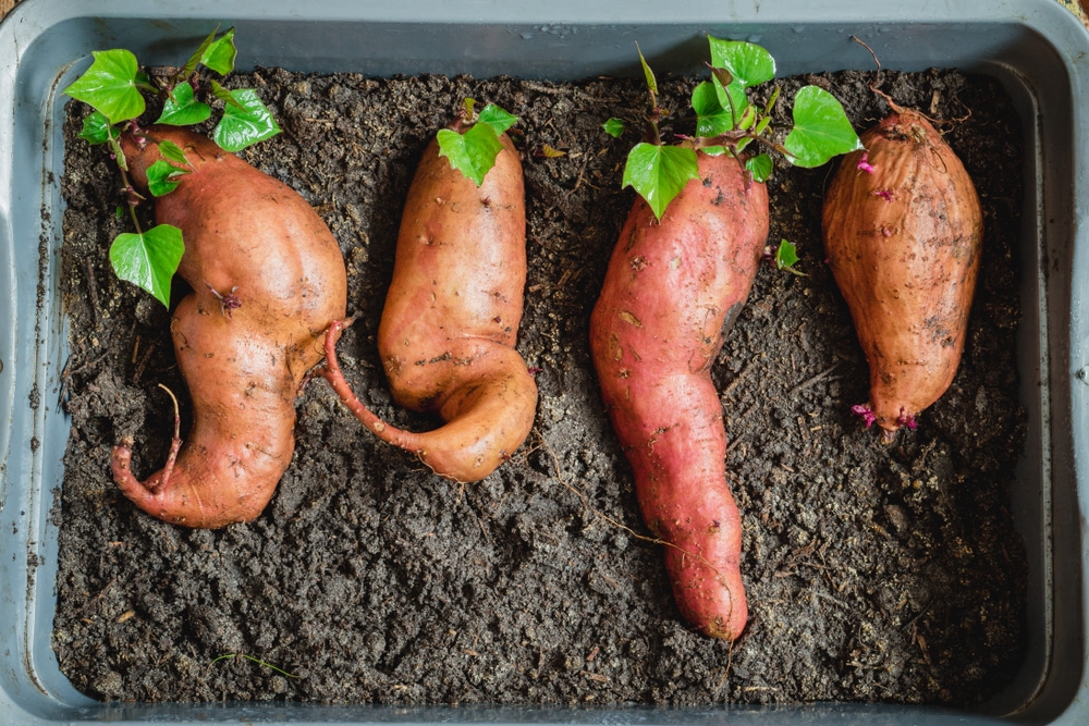 Germinating sweet potatoes