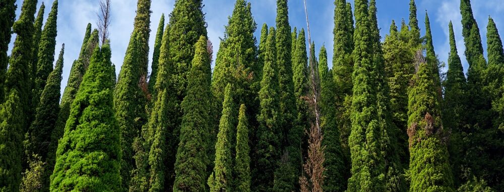 Italian Cypress trees